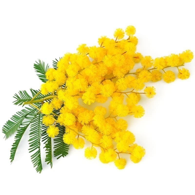 Mimosa Flacon de 10 ML AROMAT'EASY