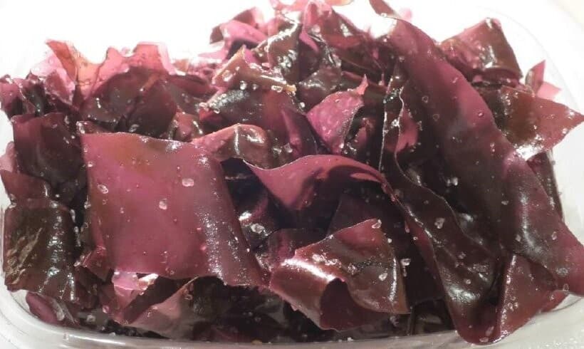 Algue marine comestible en sachets, Dulse bio fraiche de Bretagne, 1 kg direct producteur