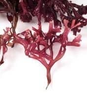 Chondrus Crispus deshydraté de France 1Kg