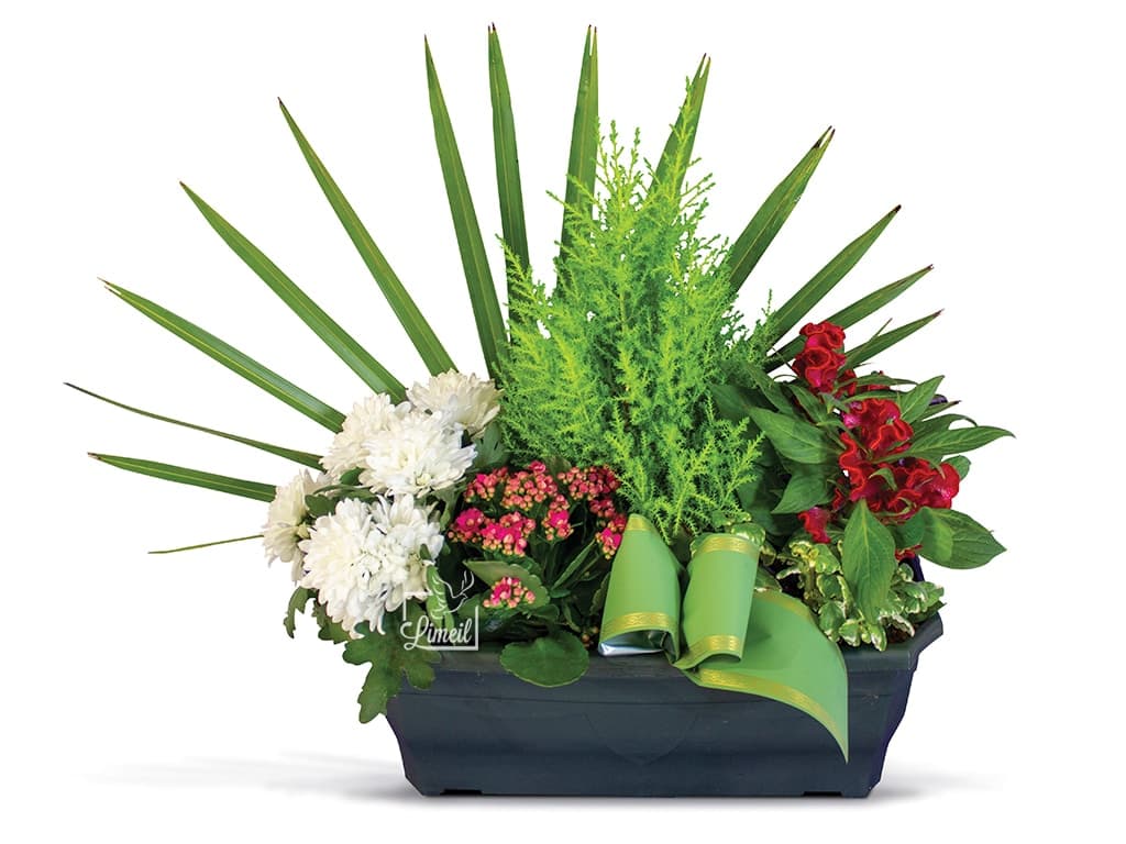 Jardinière de plantes